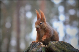 <p>VEVERKA OBECNÁ (Sciurus vulgaris) ---- /Red squirrel - Eichhörnchen/</p>